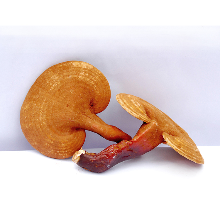 Certified Ganoderma Lucidum Extract